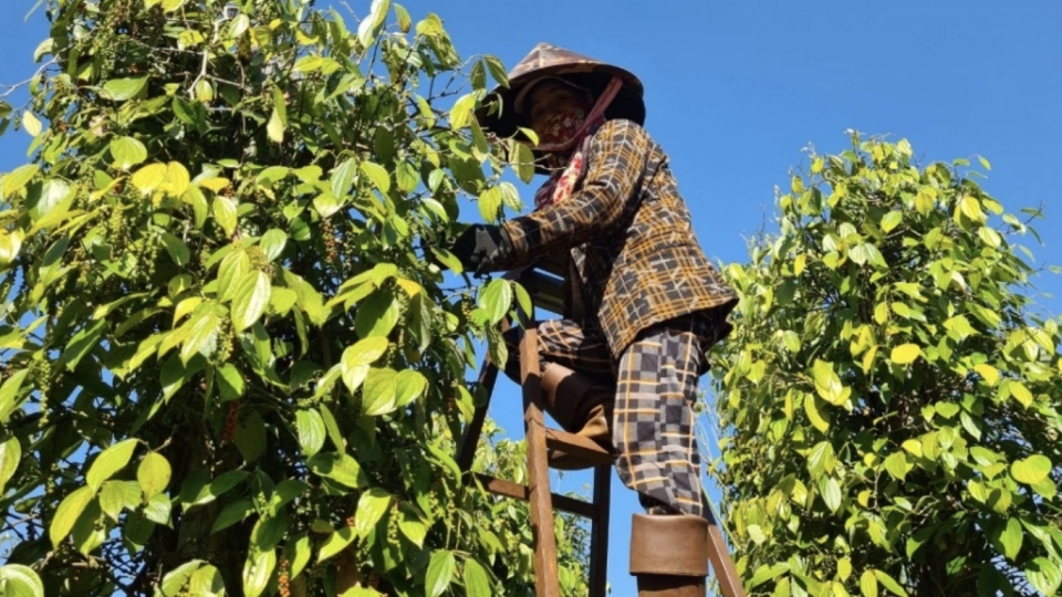 Seven-month pepper exports to Thailand climb over 40%